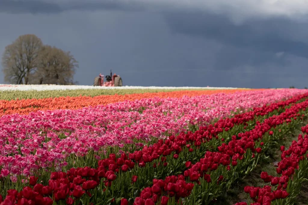 Tulip Fields and Tractor