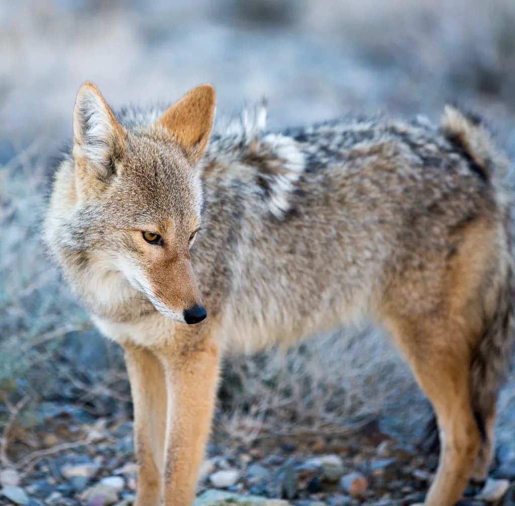 Coyote Curiosity