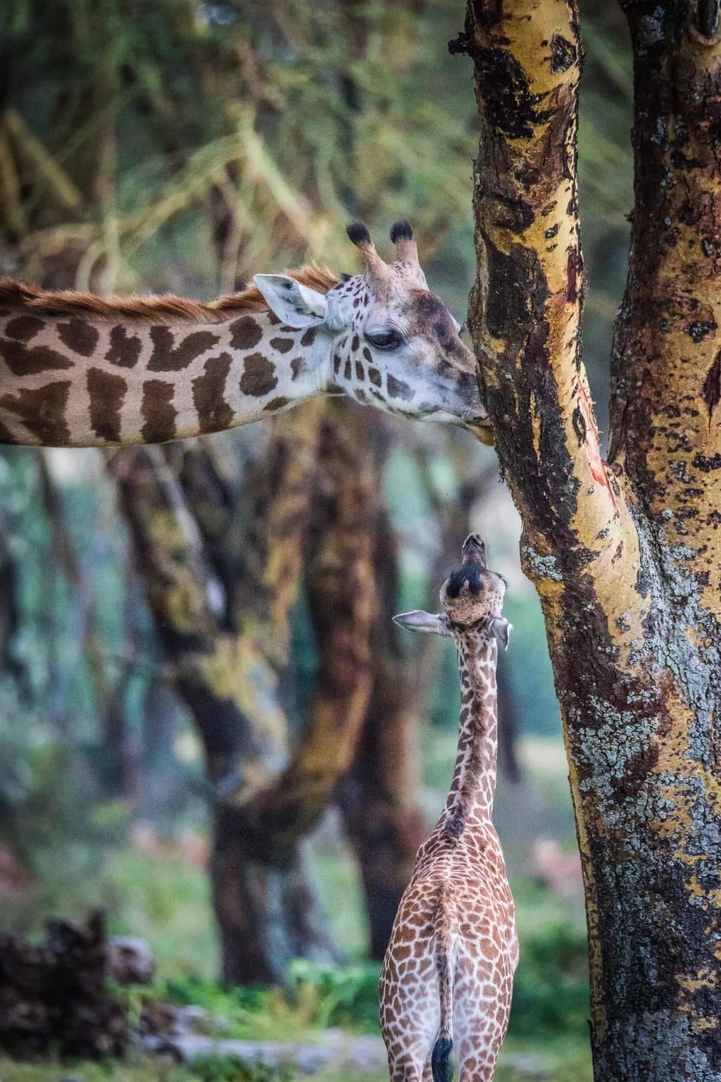 Giraffe Connection