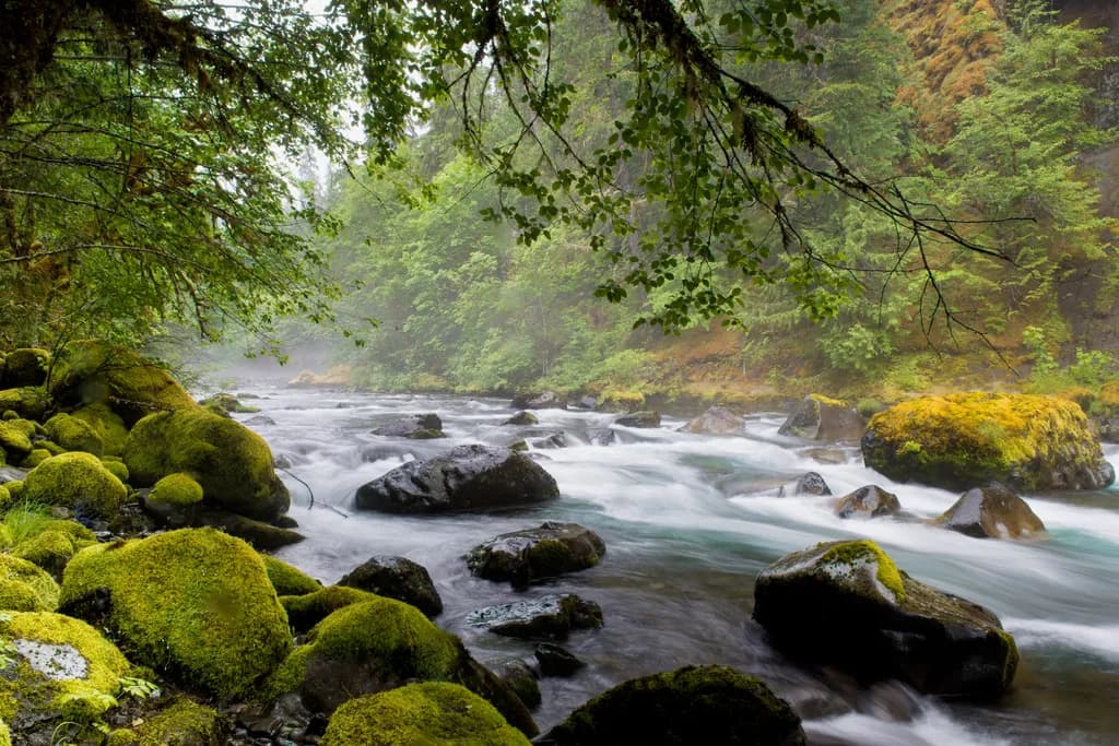 Tranquil River Flow