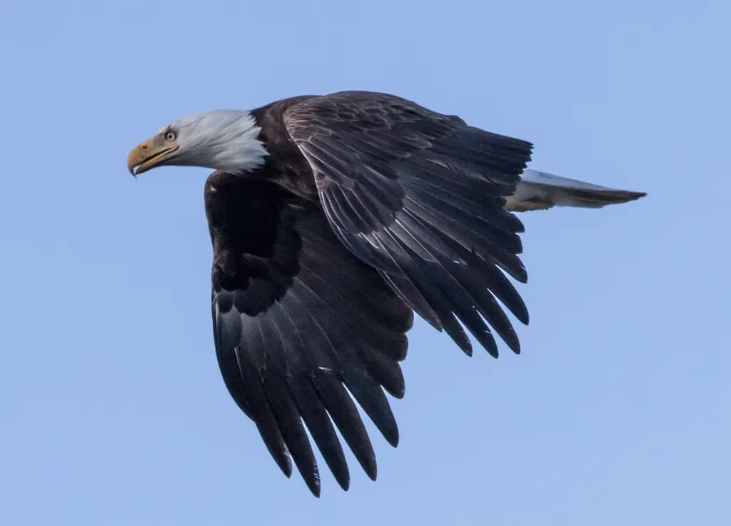 Majestic Flight