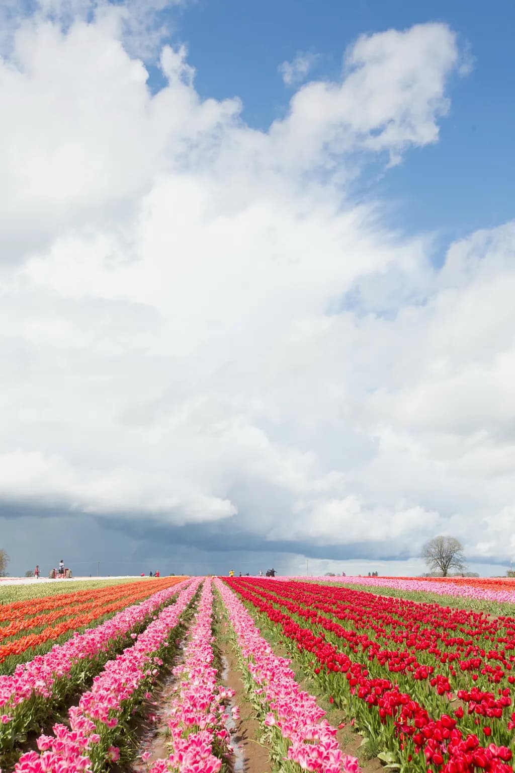 Colorful Fields