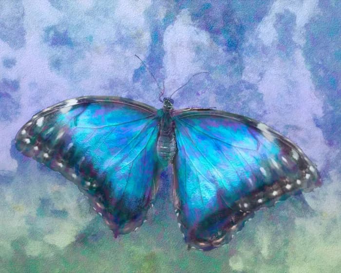 Blue Morpho in Flight