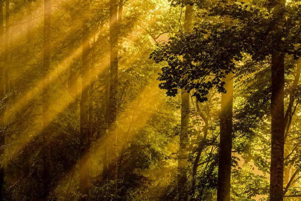 Golden Forest Glow