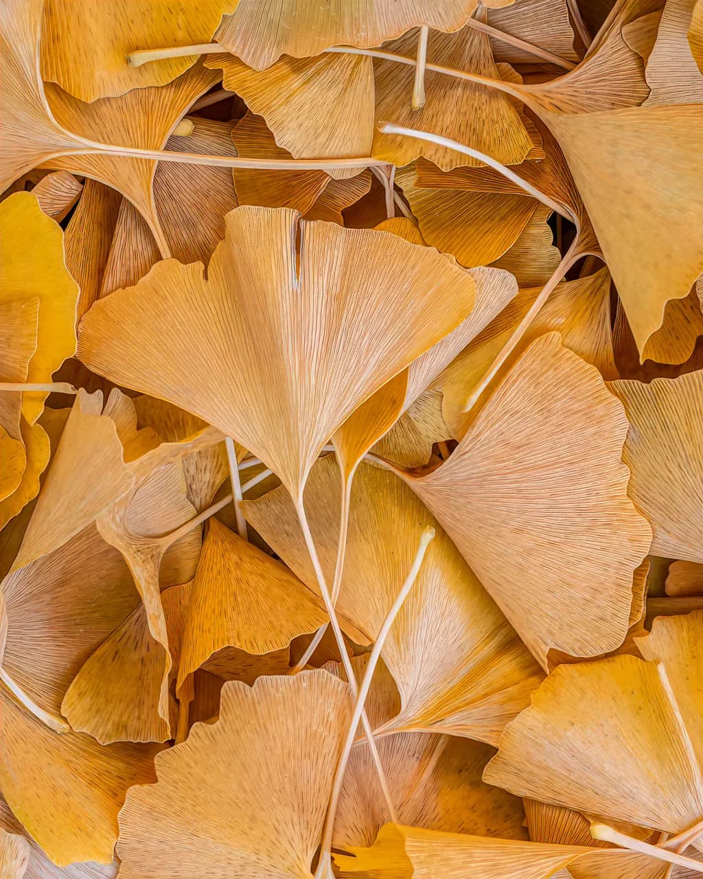 Autumn Leaves