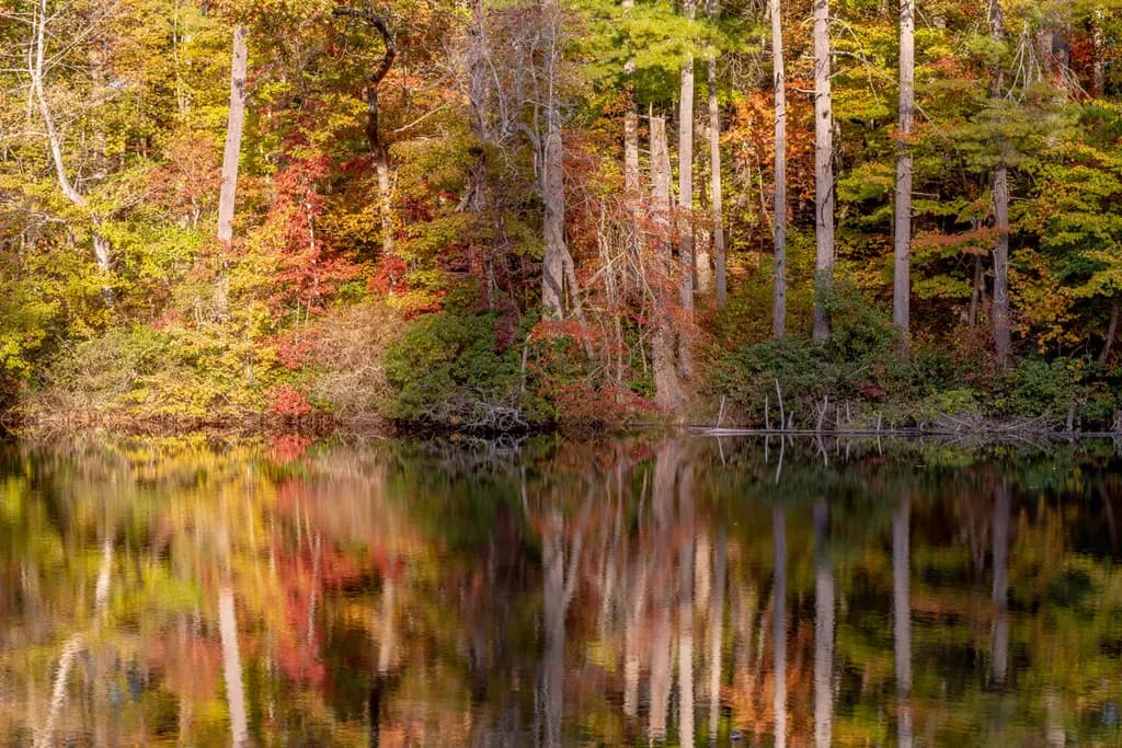 Autumn Reflections
