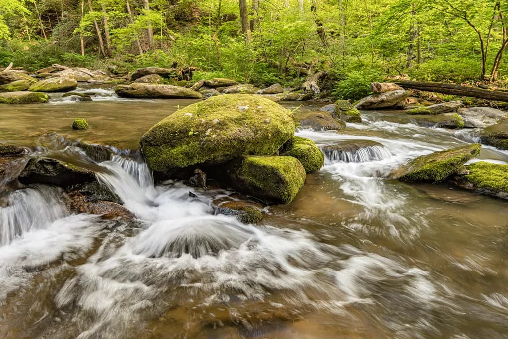 Mossy Stream