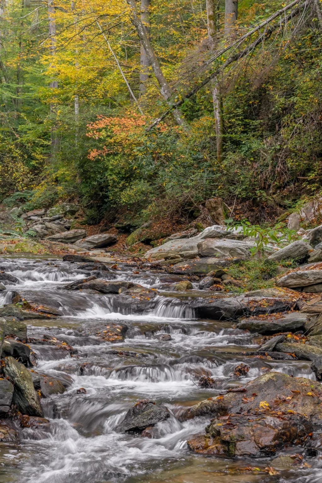 Autumn Stream