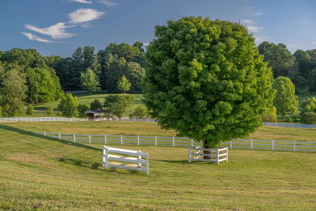 Lush Meadow Serenity