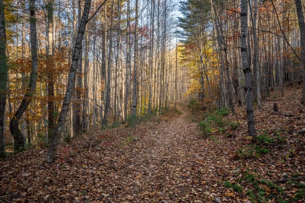 Forest Pathway