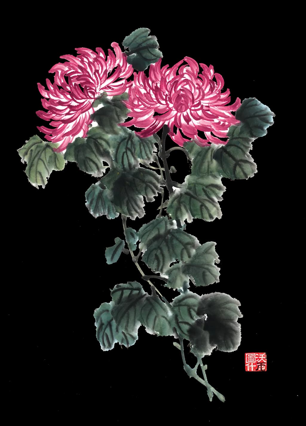 Chrysanthemum Elegance: A Vibrant Floral Dance in Pink and Green