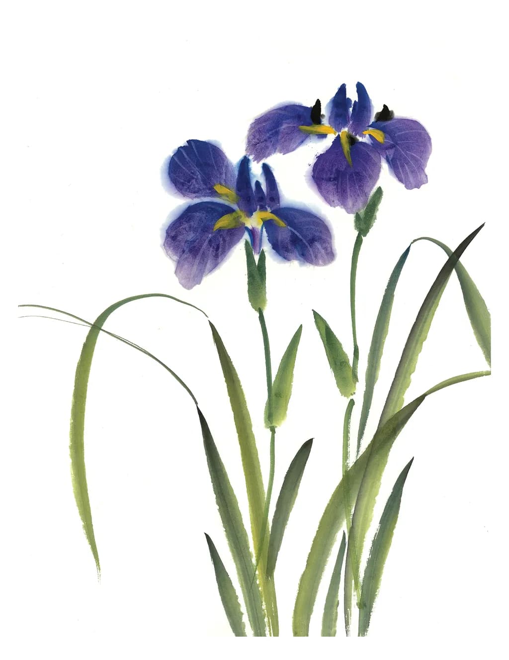 Whispers of Spring: Elegant Iris Blooms in Watercolor Harmony