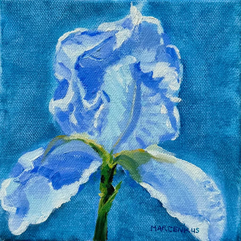 Blue Iris Bloom