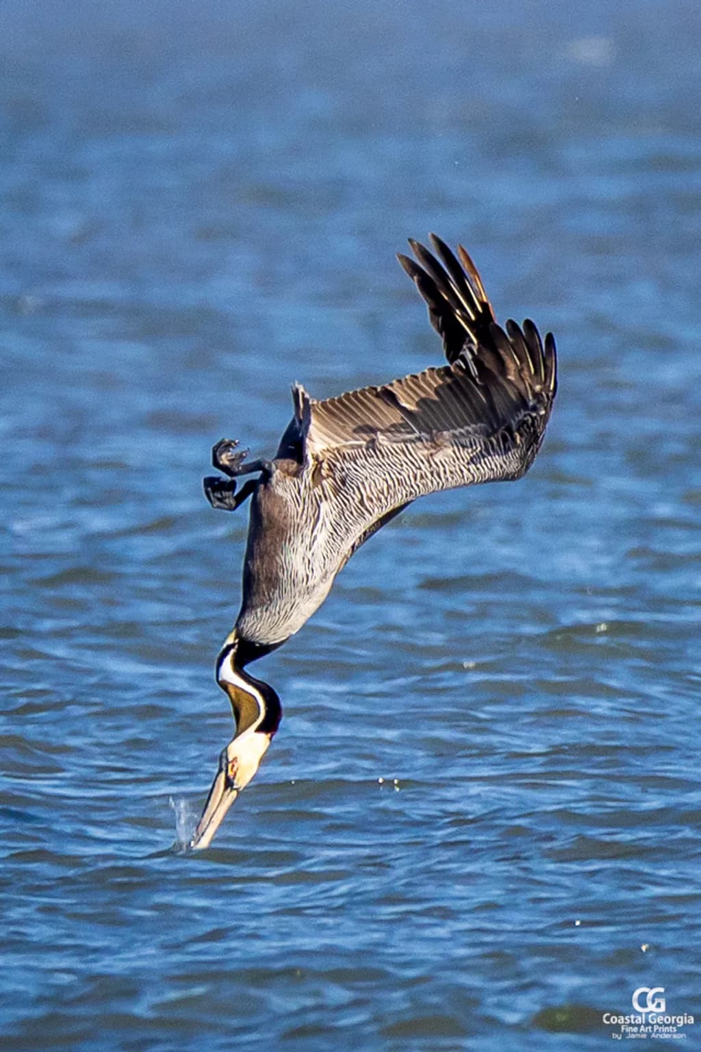 Pelican Plunge