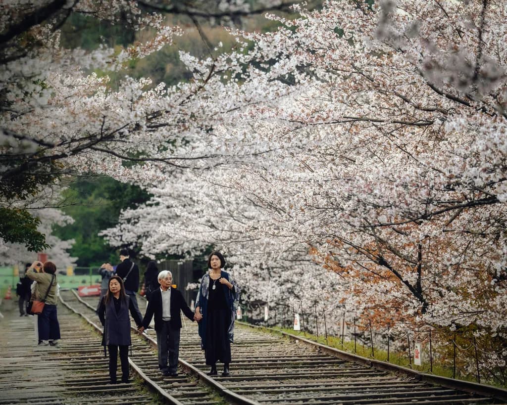Kyoto Cherry Walk