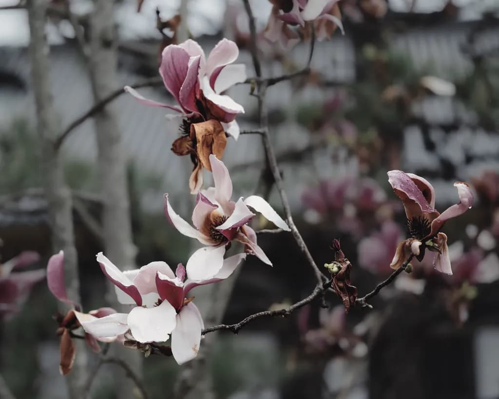 Withered Blossoms