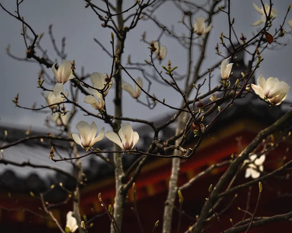 Magnolia Silence