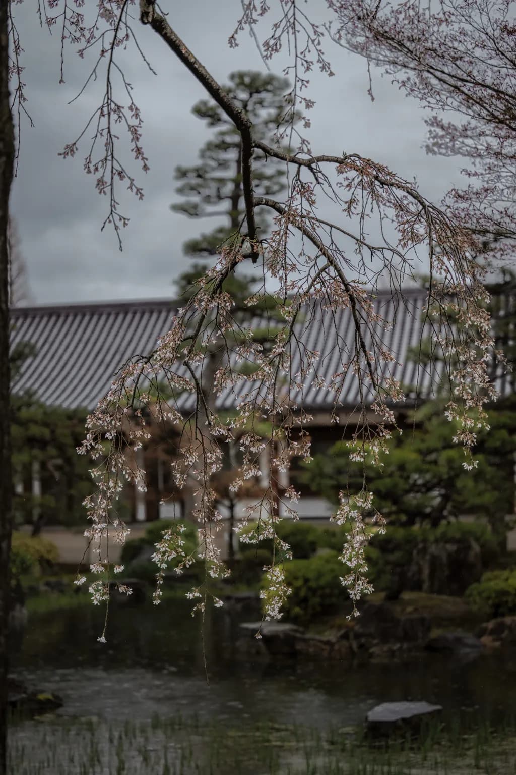 Falling Blossoms