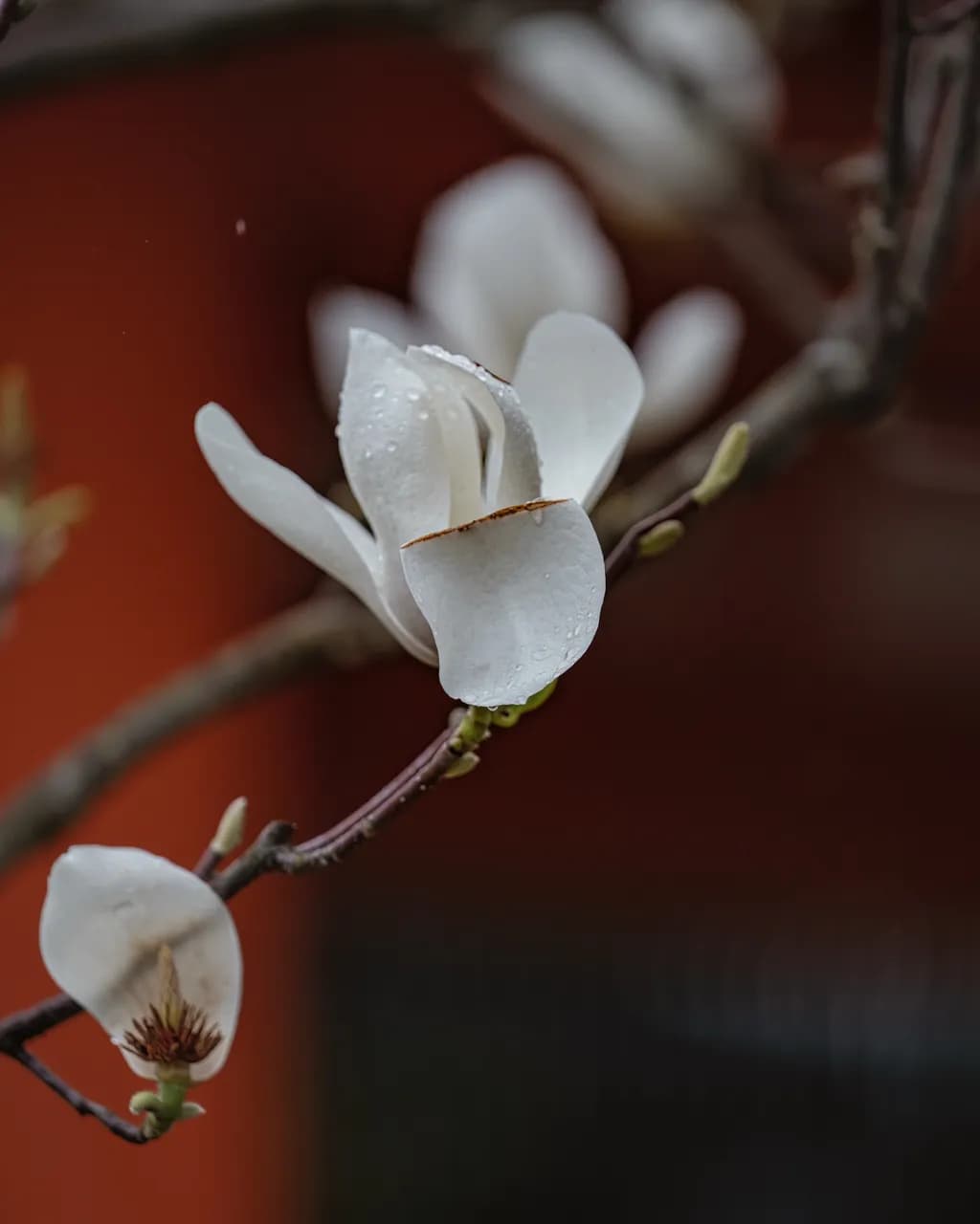 Magnolia Dewdrop