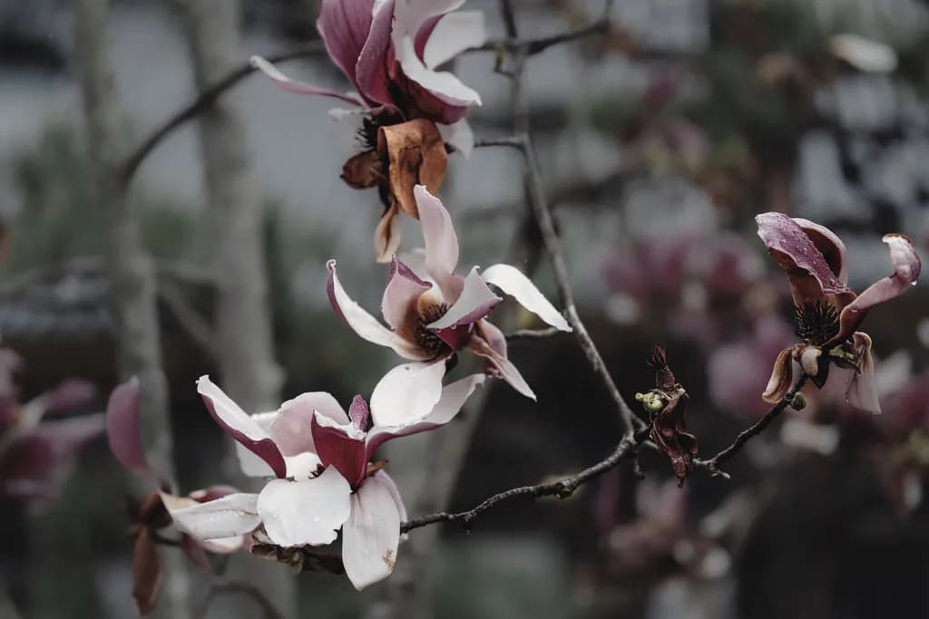 Fading Magnolia