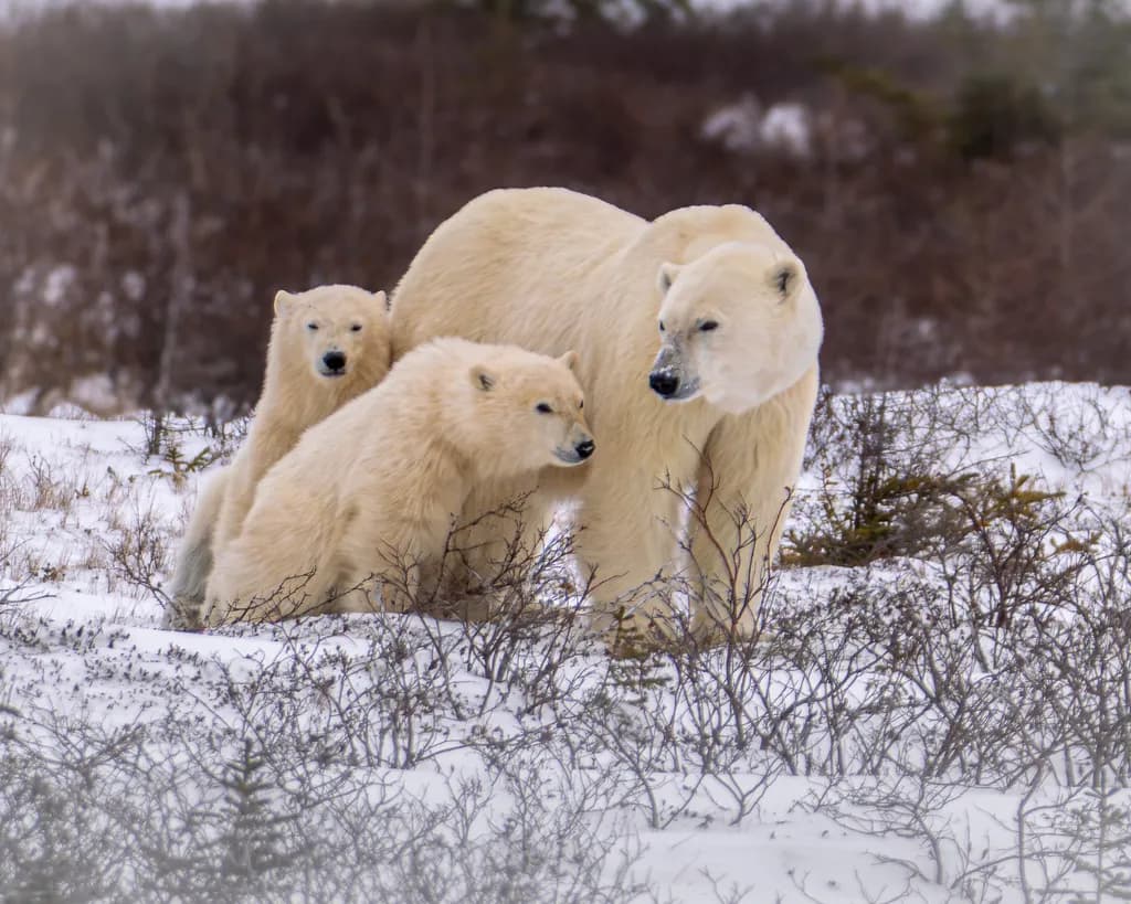Polar Family Watch
