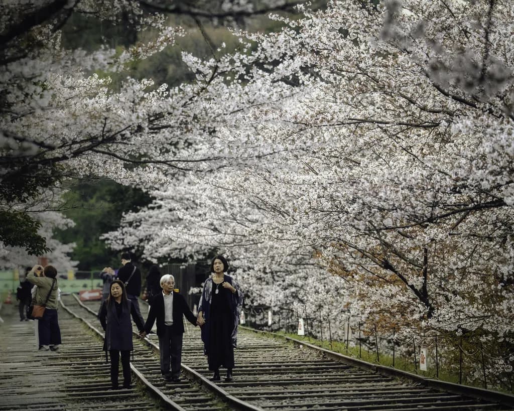 Cherry Blossom Stroll