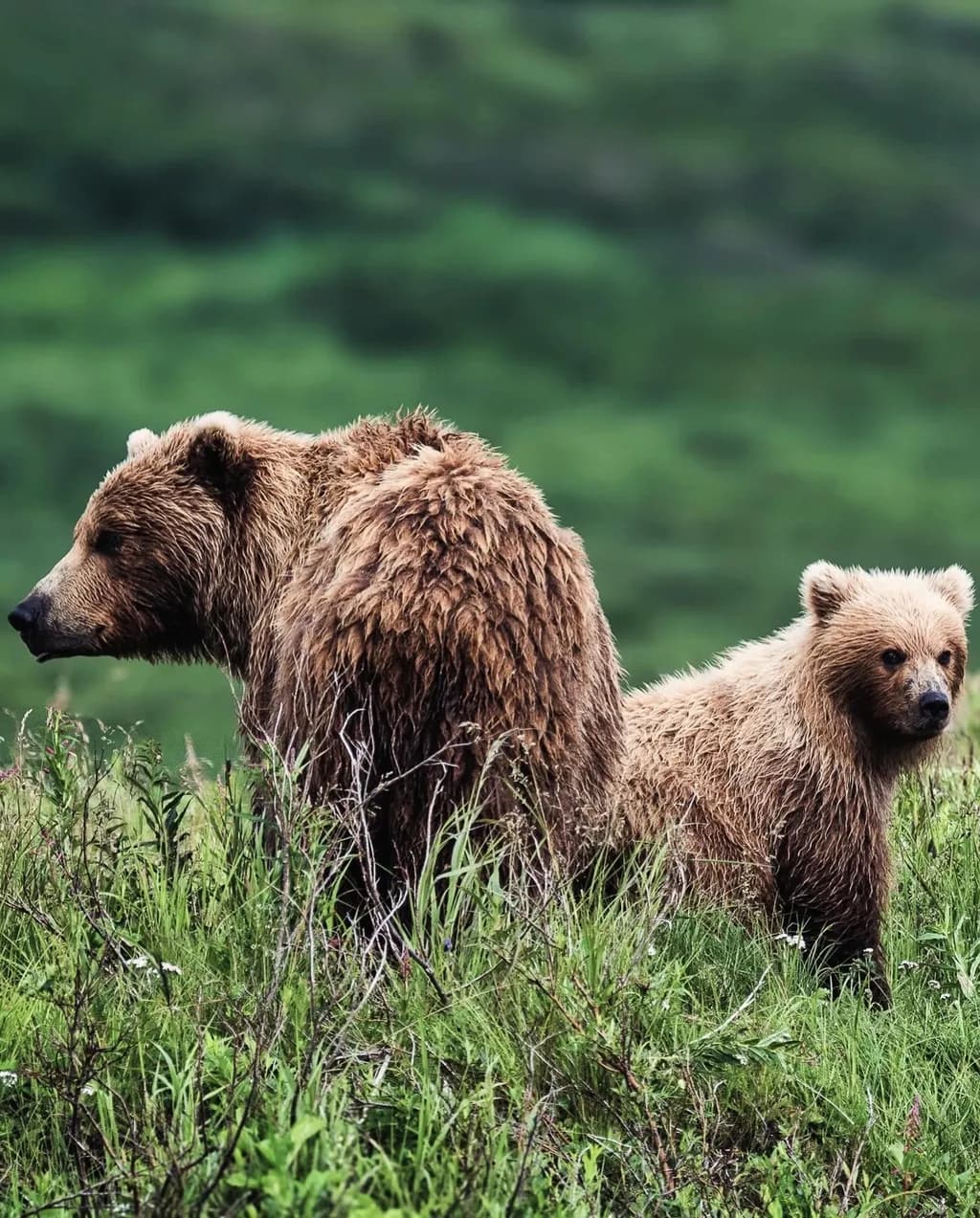 Mother and Cub