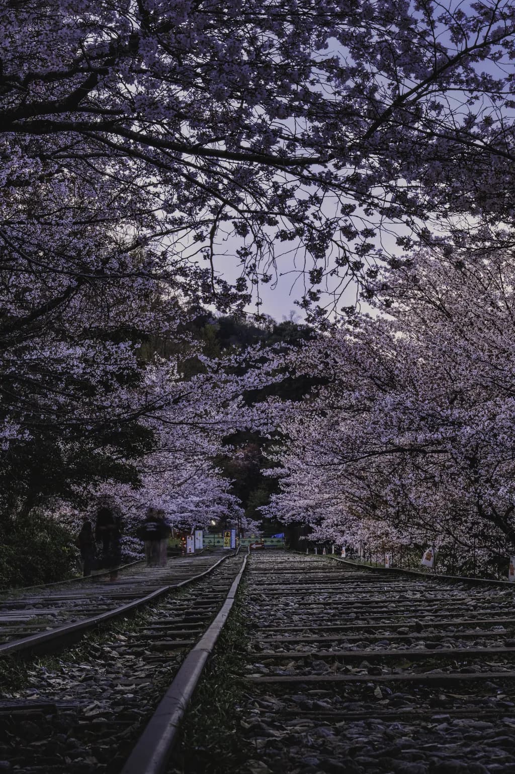 Spring Blossom Railway