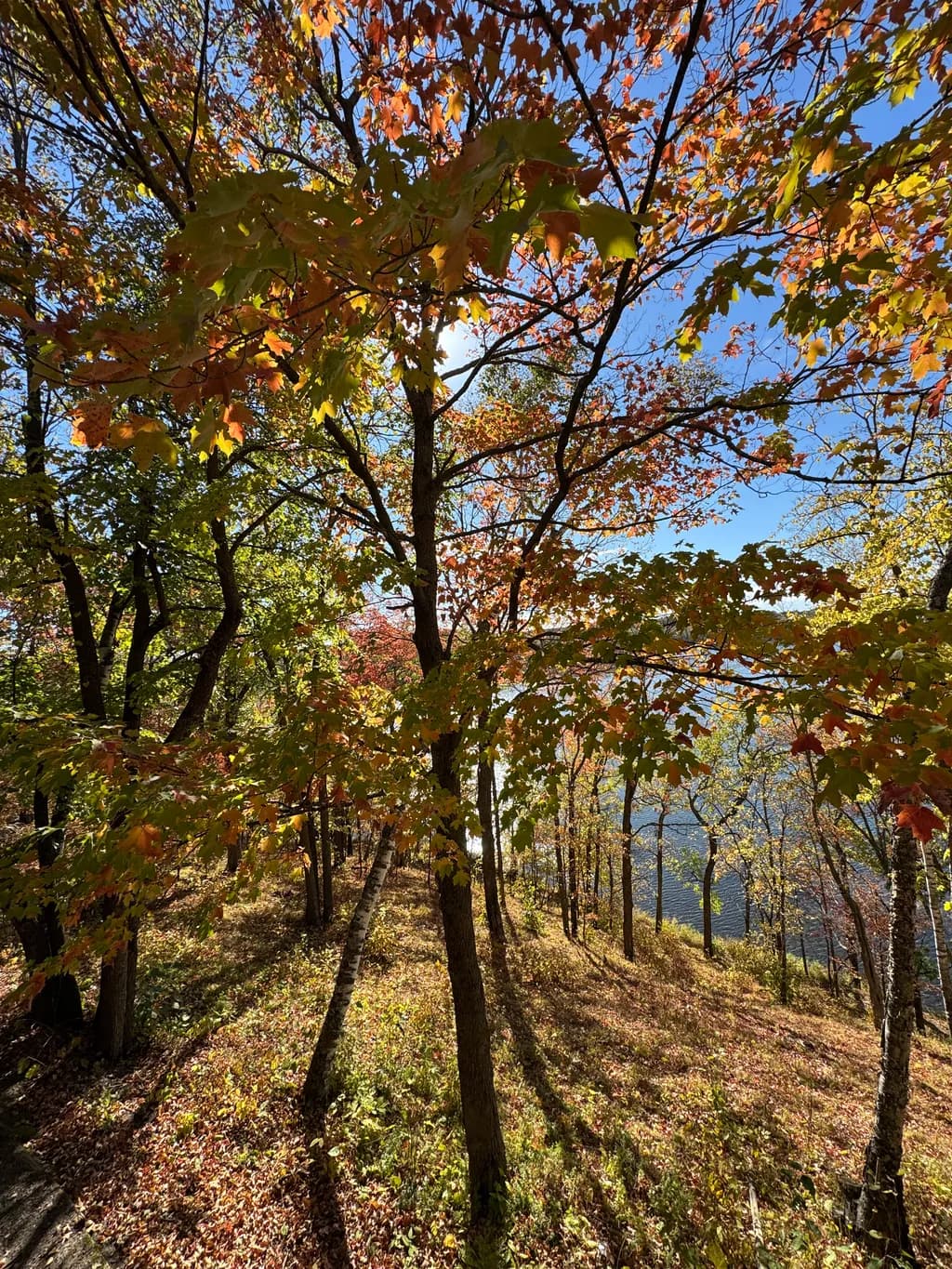 Autumn Canopy