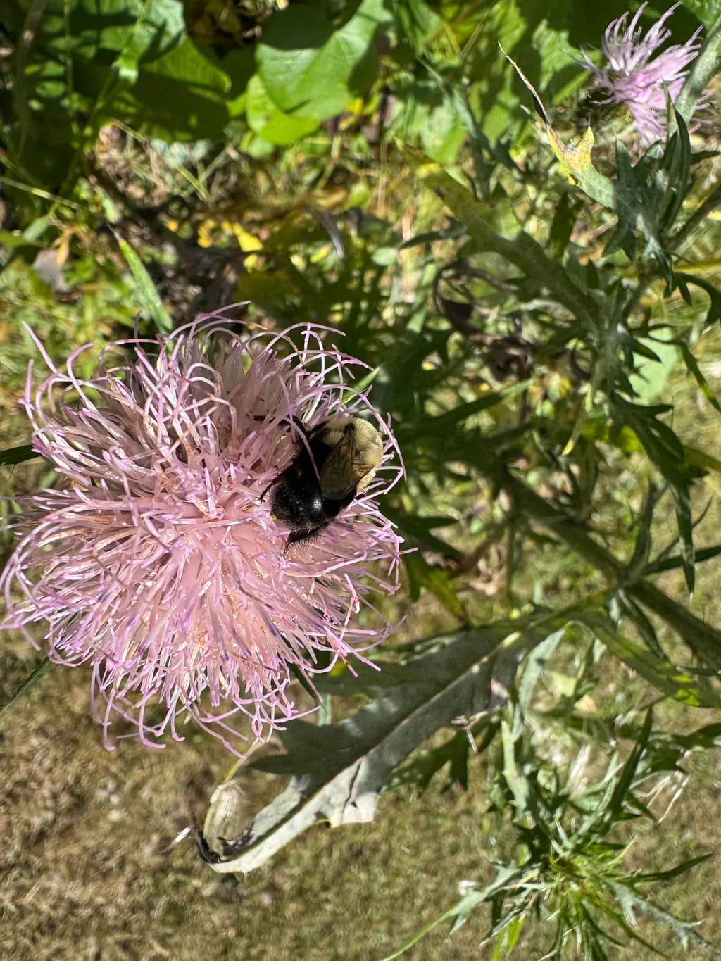 Bee on Pink Blossom