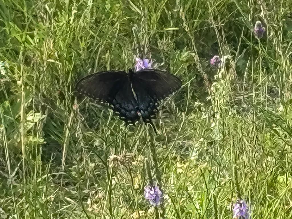 Black Butterfly in Grass