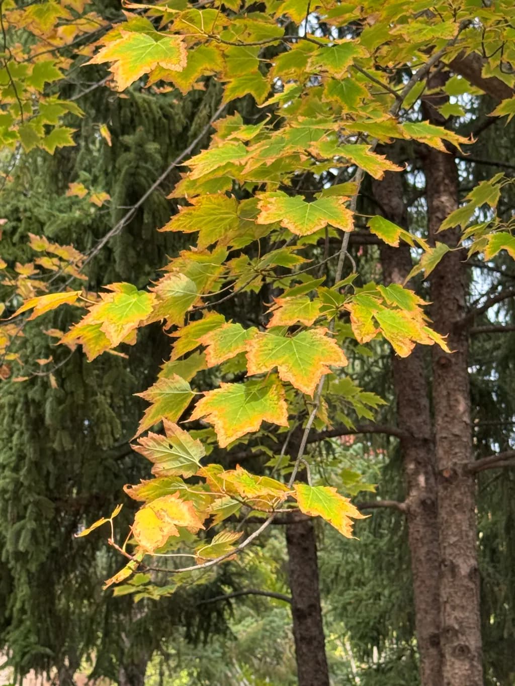 Autumn Leaves