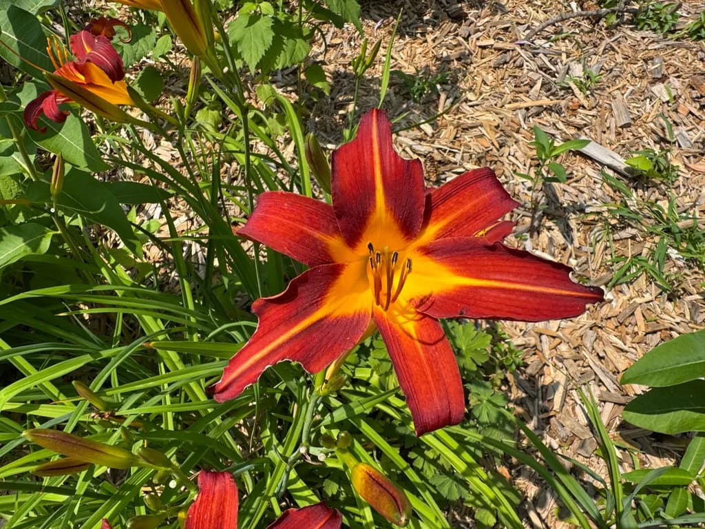Crimson Daylily