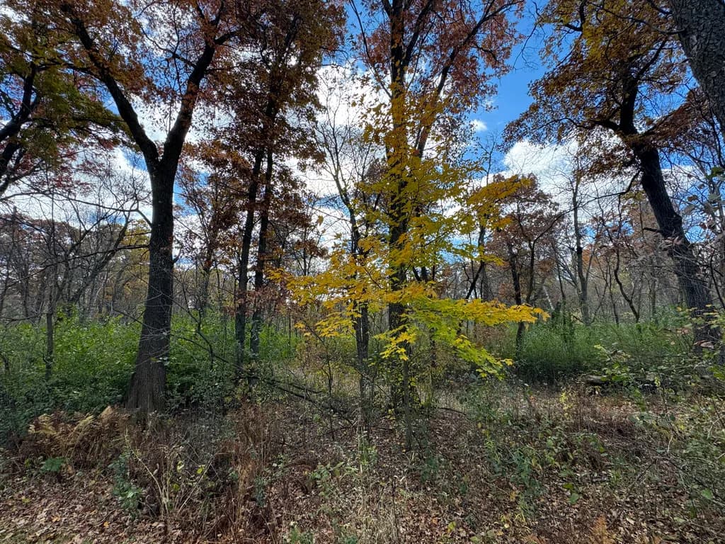 Autumn Forest Scene