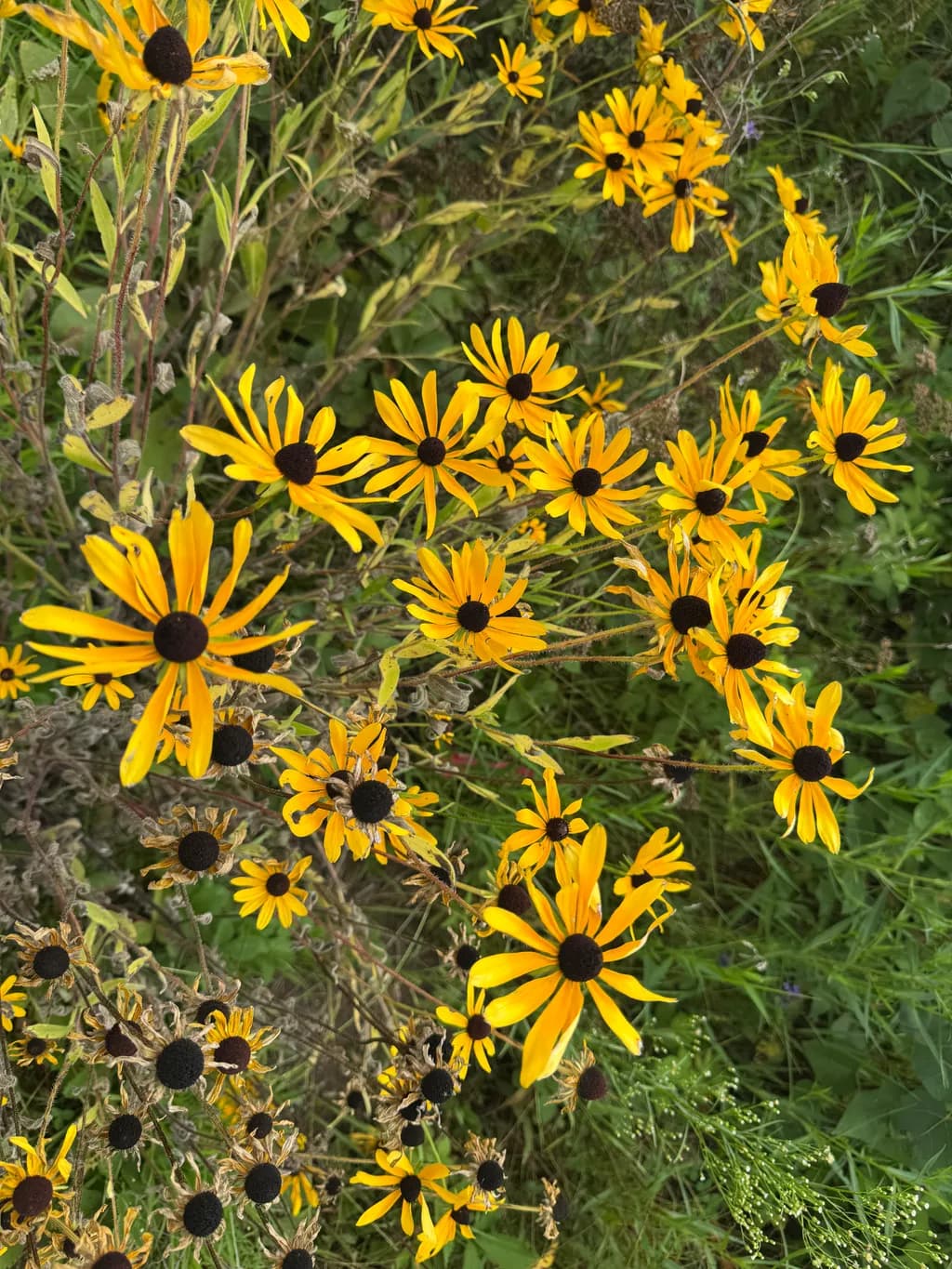 Black-Eyed Susans in Bloom