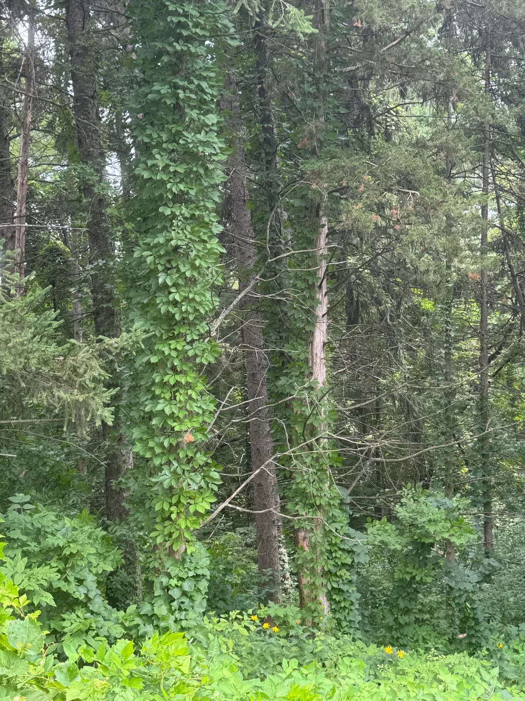Lush Canopy