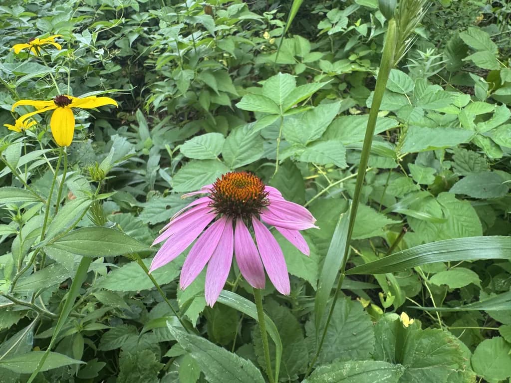 Echinacea Bloom