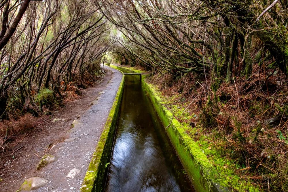 Whispers of Nature: A Journey Through the Enchanted Pathway