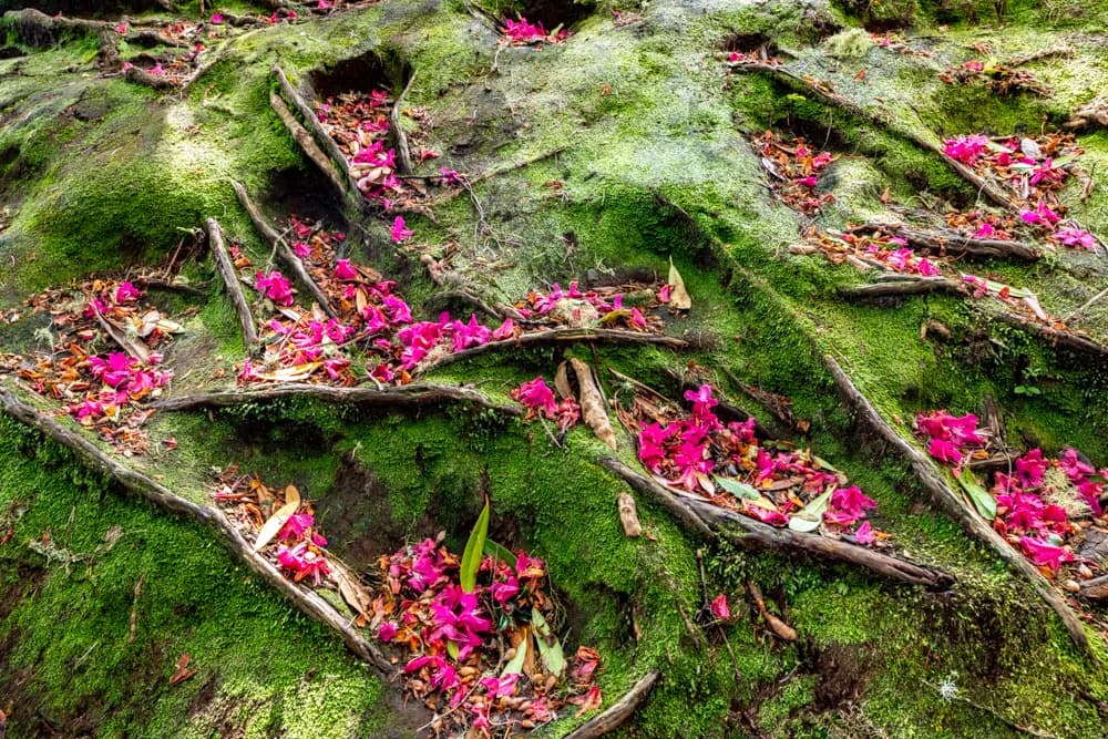 Whispers of Nature: A Tapestry of Moss, Roots, and Blossoms