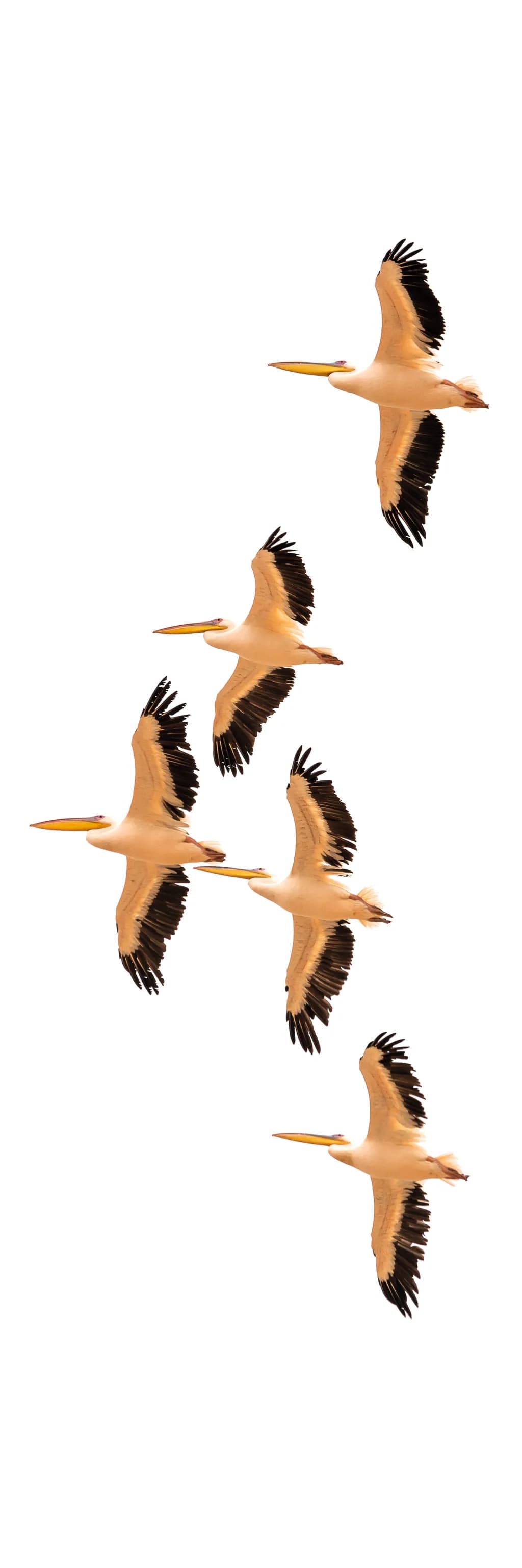 Soaring Together: A Dance of Pelicans in Flight