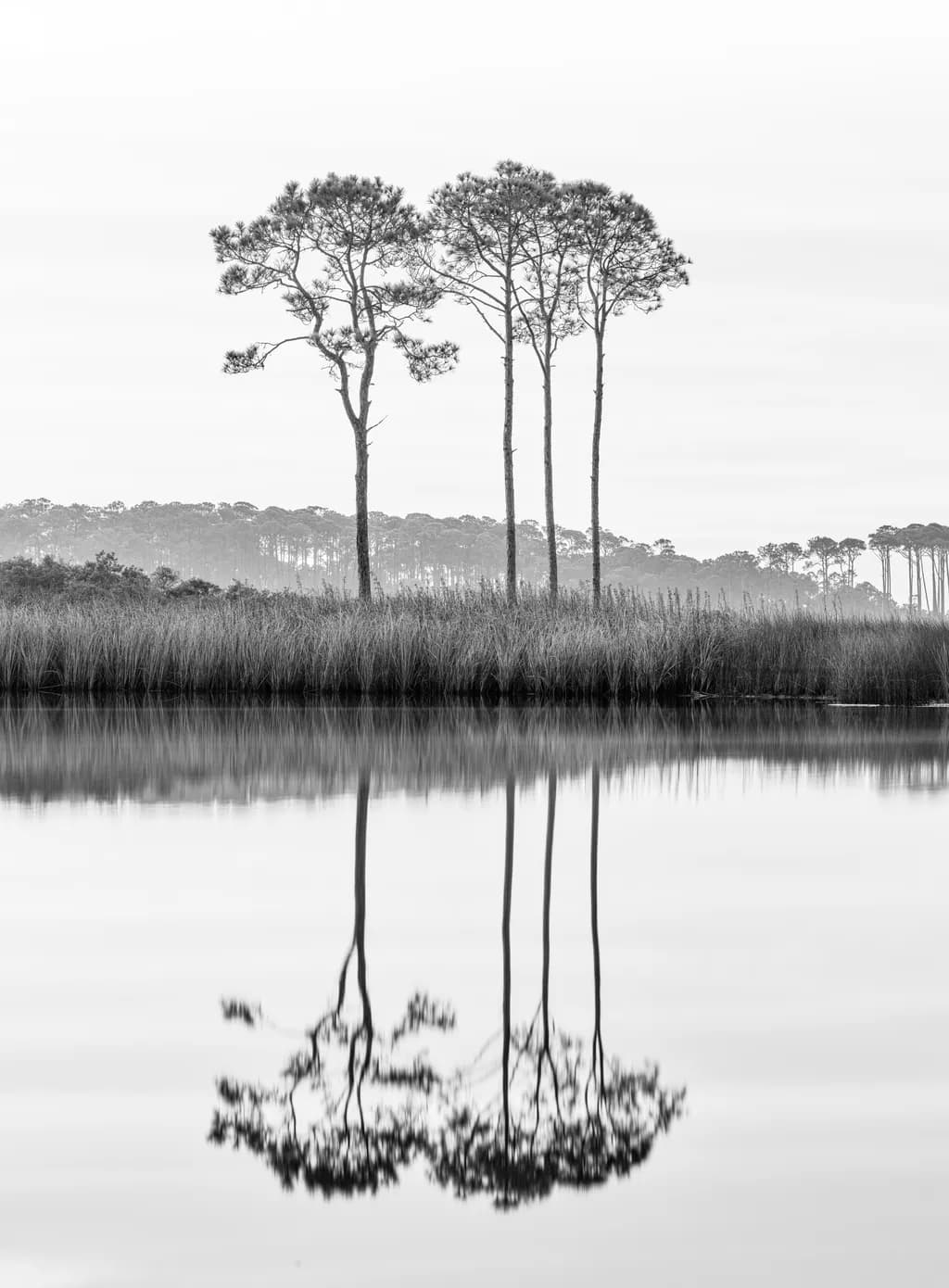 Whispers of Reflection: Three Pines in Tranquil Waters