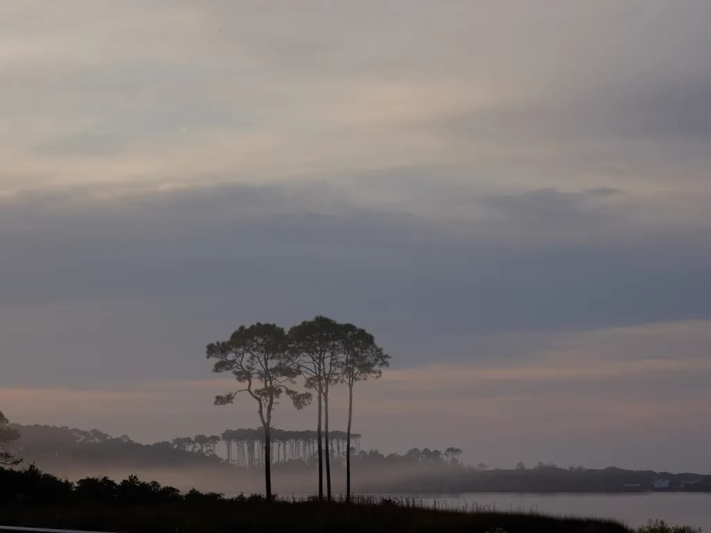 Whispers of Dawn: A Serene Landscape Embraced by Mist and Pines