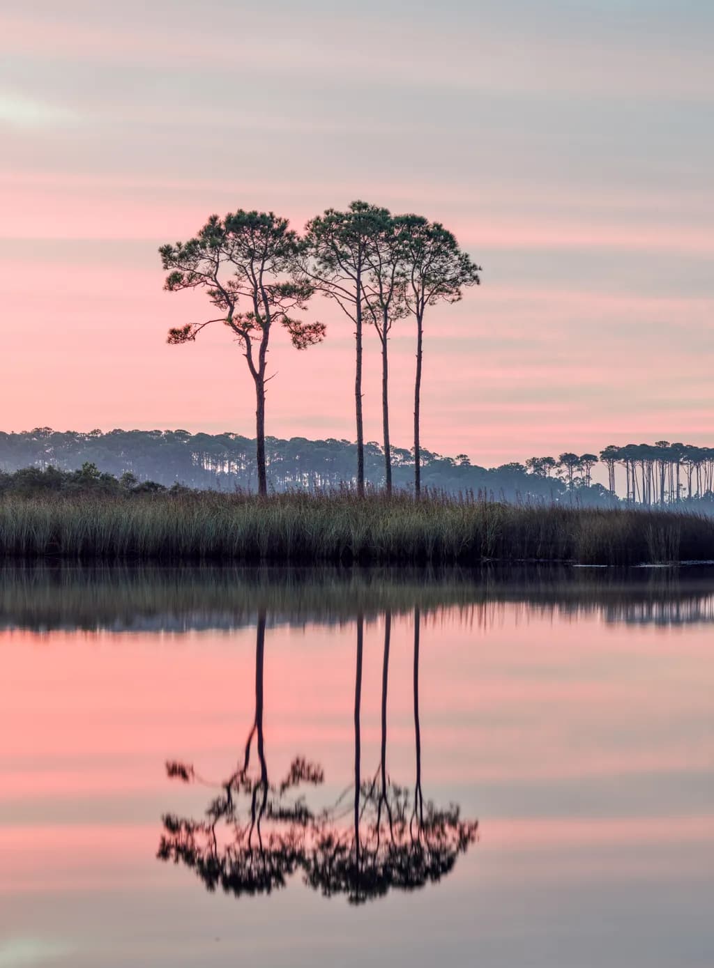 Whispers of Dawn: Tranquil Pines Reflected in Serene Waters