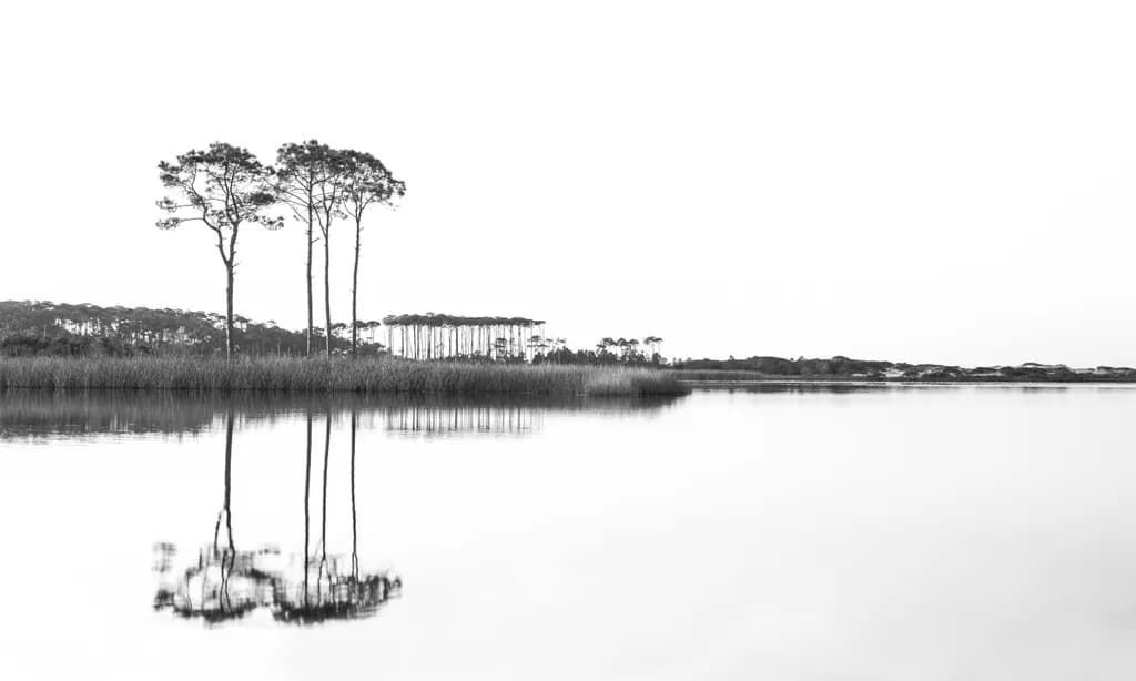 Whispers of Serenity: Monochrome Reflections in Nature's Embrace