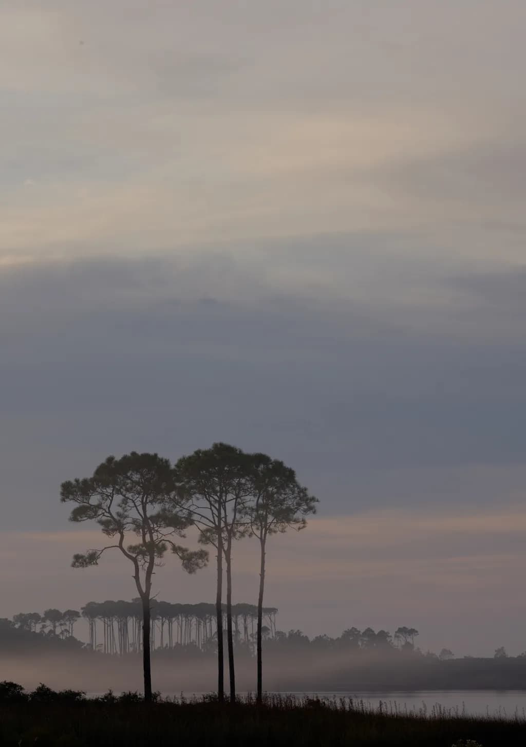 Whispers of Dawn: A Serene Landscape of Silhouetted Pines at Sunrise
