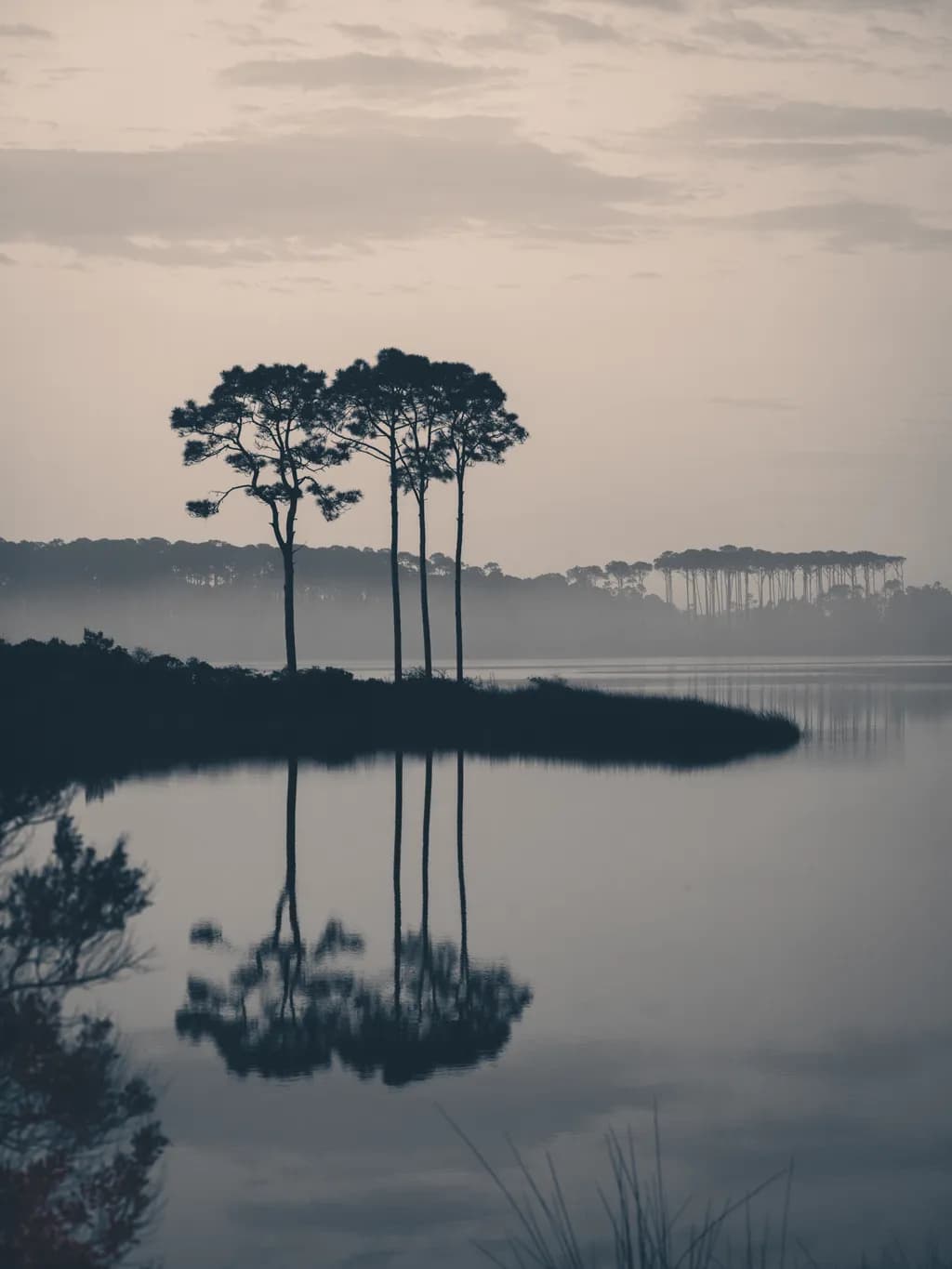 Whispers of Serenity: Silhouetted Pines Reflecting on Tranquil Waters at Dusk