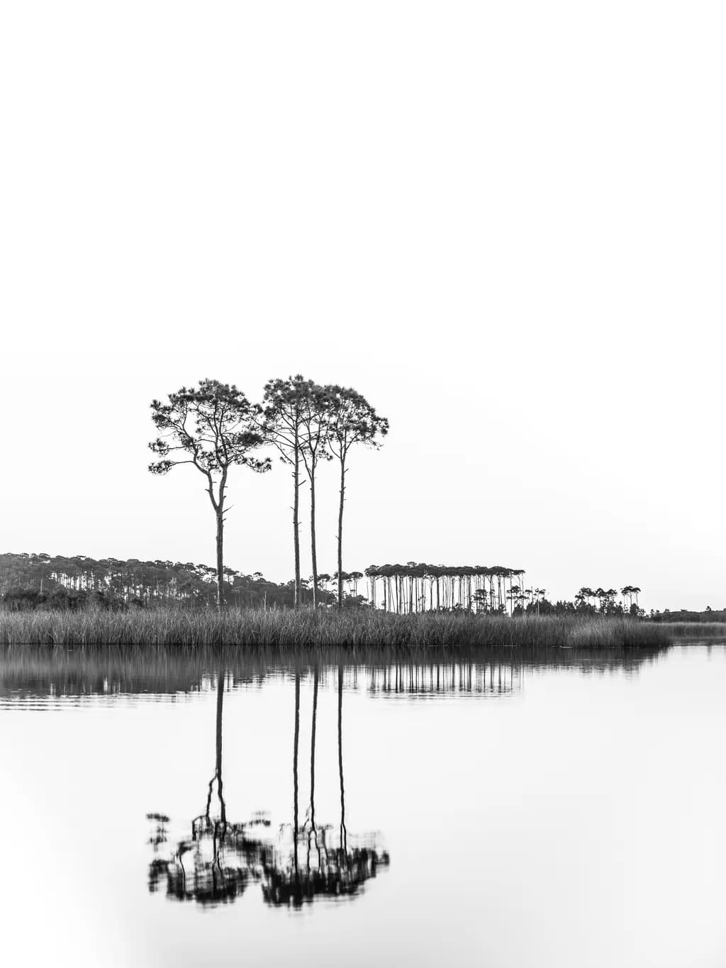 Whispers of Serenity: Monochrome Reflections of Nature's Tranquility