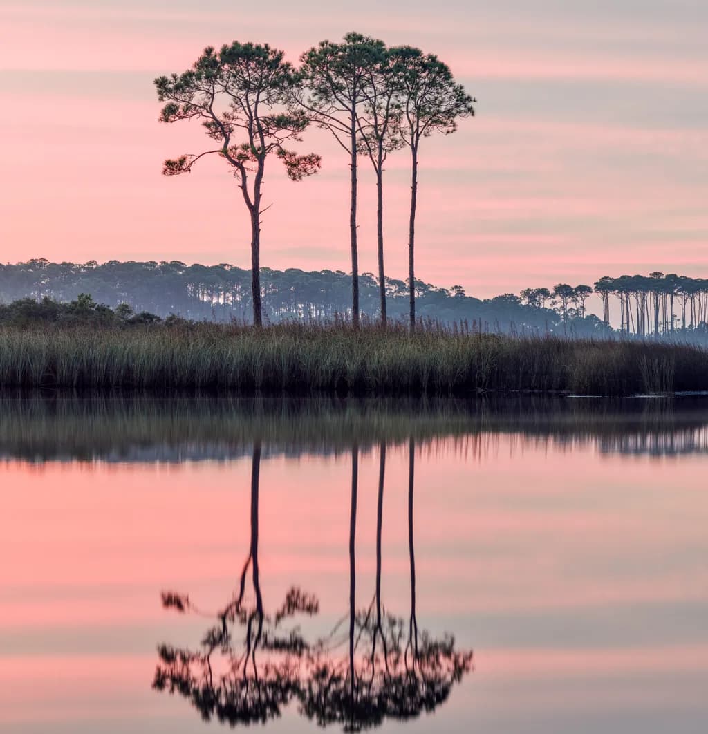 Whispers of Dawn: Tranquil Pines Reflecting on Serene Waters
