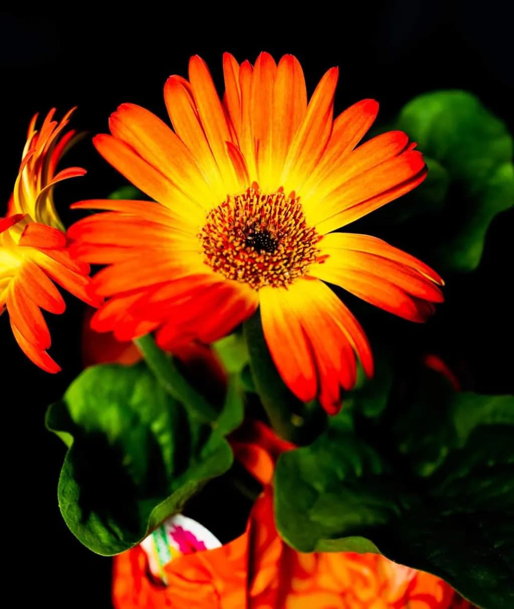 Fiery Blossom