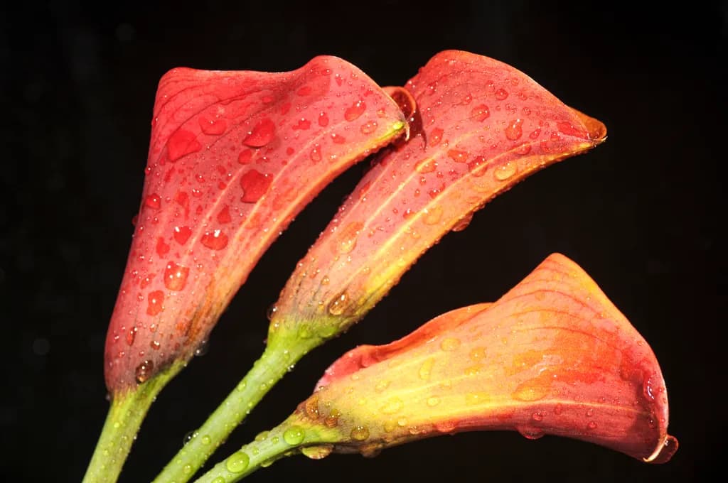 Raindrop Blossoms